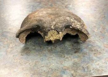 El fragmento de un cráneo humano hallado por unos kayakistas en el río de Minnesota resultó tener unos 8.000 años de antigüedad