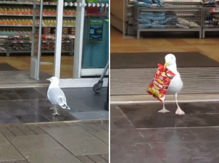 (VIDEO) Una gaviota roba unas 38 libras de ‘snacks’ en una tienda del Reino Unido