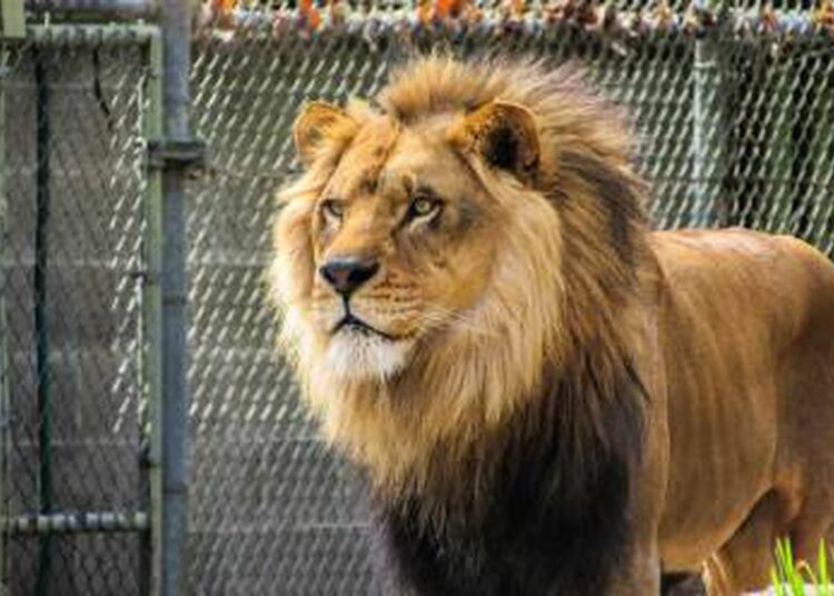 (IMAGENES FUERTES ) Un ciudador de un zoológico provoca a un león para impresionar a los visitantes y pierde un dedo