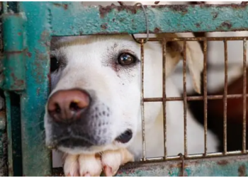 IBA reitera su compromiso de velar por el bienestar de todos los animales domésticos que sufren maltrato