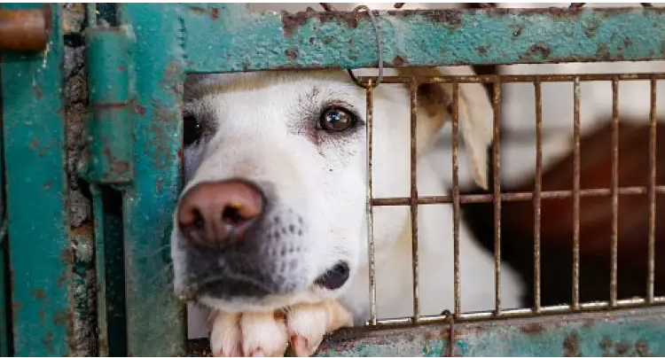 IBA reitera su compromiso de velar por el bienestar de todos los animales domésticos que sufren maltrato