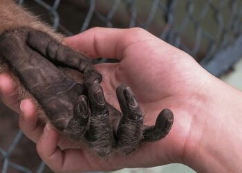 México confirma primer caso de viruela del mono en un hombre de 50 años