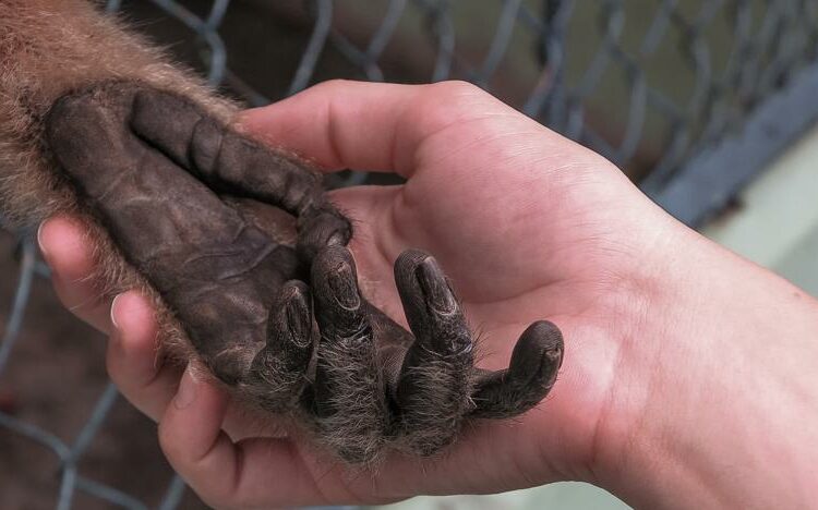 México confirma primer caso de viruela del mono en un hombre de 50 años