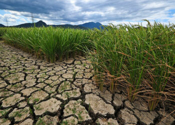 Científicos chinos descubren un gen que puede hacer el arroz más resistente a la sequía