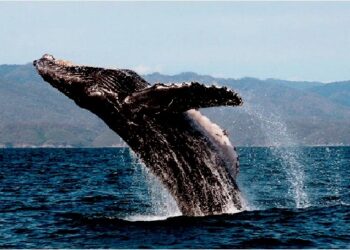 (VIDEOS) Al menos dos heridos dejó una ballena al aplastar una lancha con turistas en las costas de México