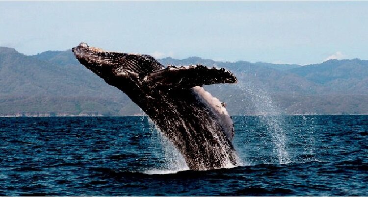 (VIDEOS) Al menos dos heridos dejó una ballena al aplastar una lancha con turistas en las costas de México
