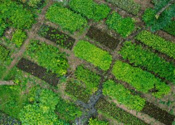 MARN inaugura el Centro Regional de Semillas Forestales del Fondo de Desarrollo Verde