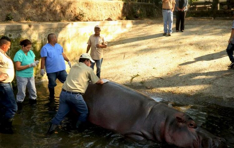 Aprueban indemnizar a trabajadores que sean despedidos del Parque Zoológico Nacional