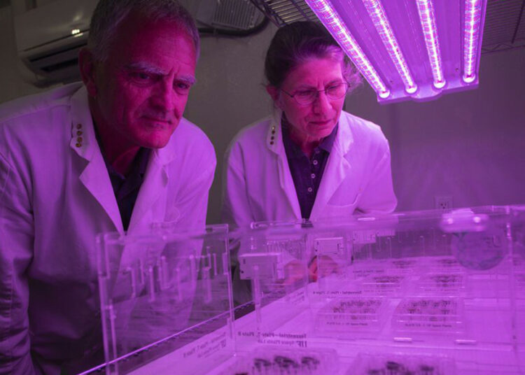 Científicos logran cultivar semillas en suelo lunar por primera vez