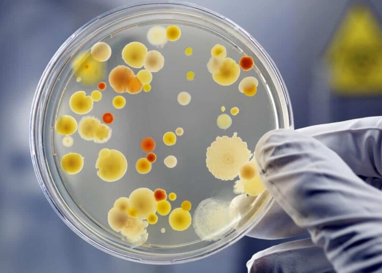 Geólogos encuentran microbios que datan de hace 830 millones de años y que podrían estar vivos