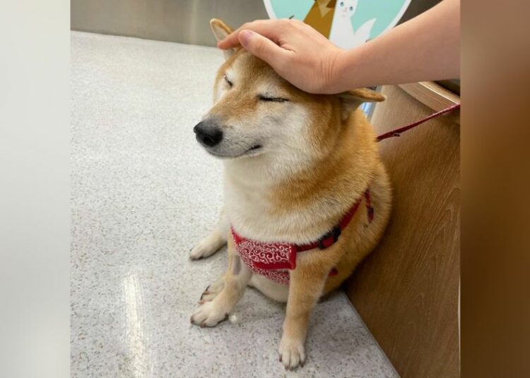 Por qué el perro de los memes Cheems tuvo que ir al hospital de emergencia