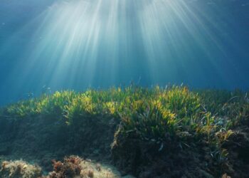 Montañas de azúcar fueron halladas en el fondo del océano