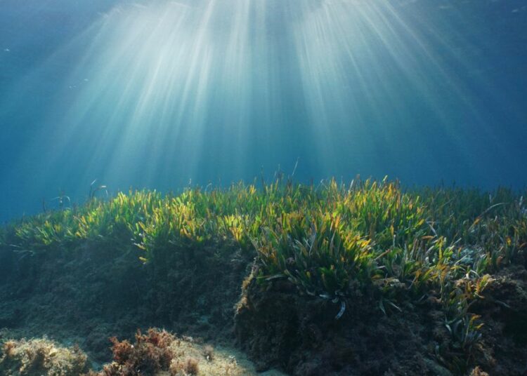Montañas de azúcar fueron halladas en el fondo del océano