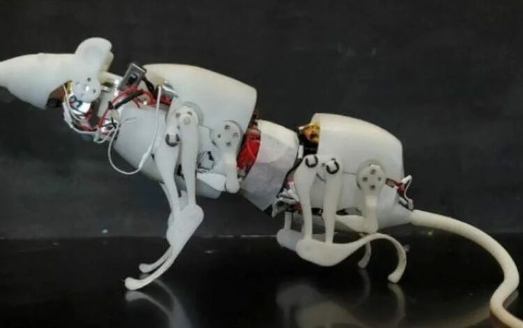 Esta increíble rata robótica podría salvarte la vida en el futuro