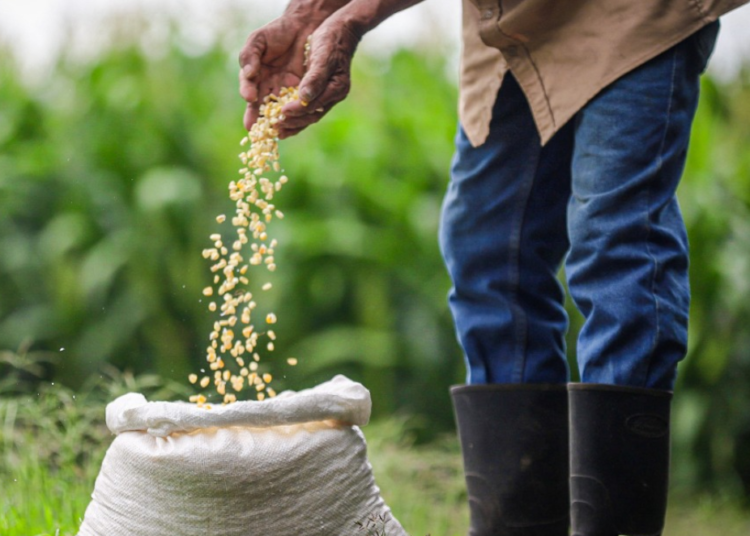 MAG mantiene monitoreo del estado de cultivos y trabaja por garantizar el incremento de la producción agrícola