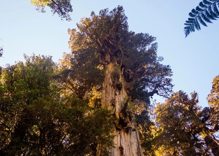 El ‘Gran abuelo’, el árbol más antiguo del mundo que está de antes de Stonehenge