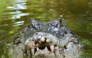 (VIDEO) El dueño de un pub en Australia repele el ataque de un cocodrilo con una sartén