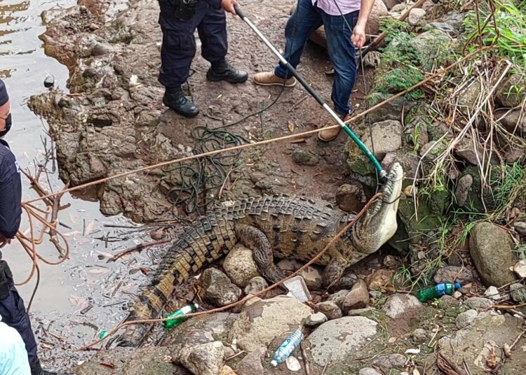 Policía rescata cocodrilo de una quebrada