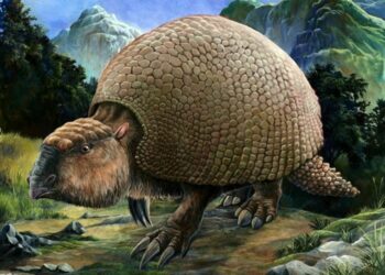 Un estudio revela que los humanos prehistóricos influyeron en la extinción de los armadillos gigantes