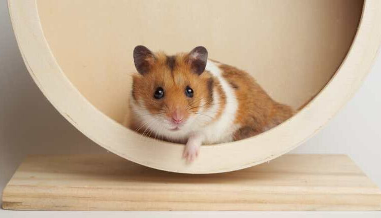 Un hámster sobrevive un viaje a la estratosfera en un globo volador japonés