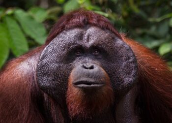 (VIDEO) Un orangután ataca a un hombre que trataba de filmarlo para sus redes sociales en un zoológico de Indonesia
