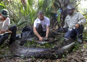 Cazan a la pitón más grande jamás encontrada en Florida con los huesos disueltos de su última presa dentro