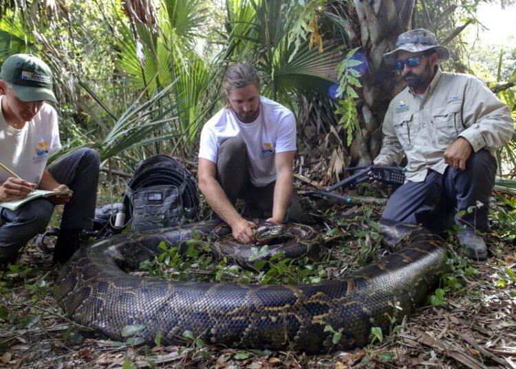 Cazan a la pitón más grande jamás encontrada en Florida con los huesos disueltos de su última presa dentro