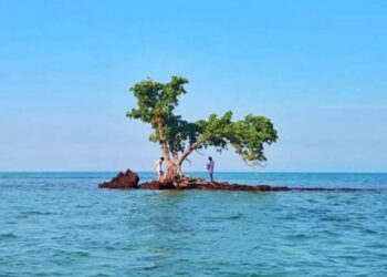 El árbol que ocupa todo un islote en Tailandia se encuentra en peligro por causa del turismo
