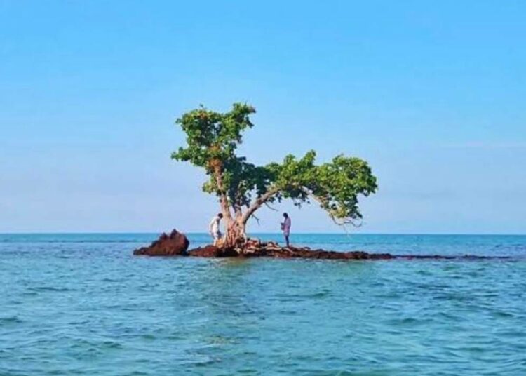 El árbol que ocupa todo un islote en Tailandia se encuentra en peligro por causa del turismo