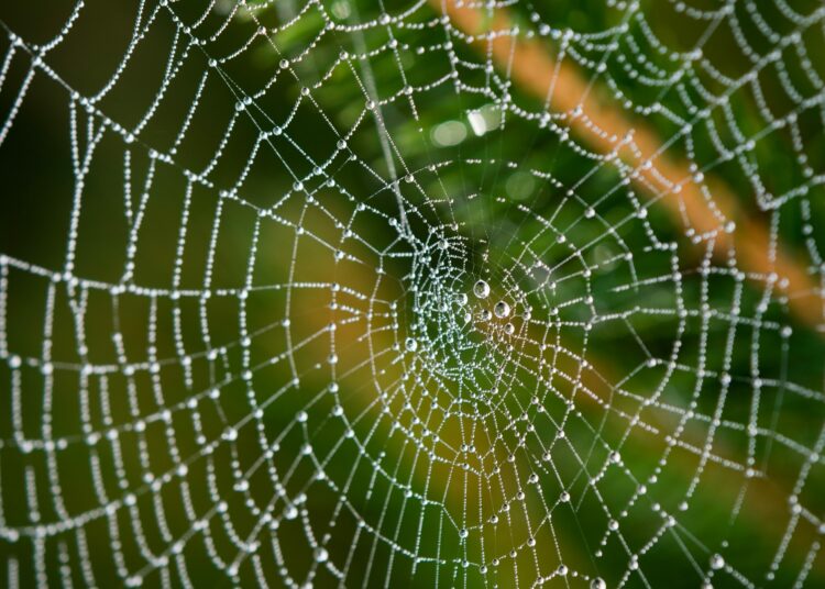 Científicos proponen utilizar telarañas para ‘atrapar’ microplásticos y monitorear la contaminación del aire