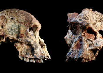 Descubren que los restos de ‘Australopithecus’ hallados en una cueva sudafricana son casi 1 millón de años más antiguos de lo que se creía