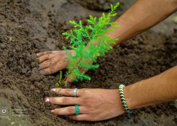Tejido Social y alcaldía de Zaragoza siembran 1,000 árboles en distintas áreas del municipio