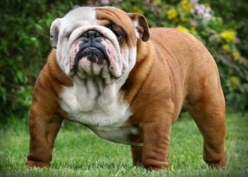 Los veterinarios quieren que los amantes de los animales dejen de comprar perros de la raza bulldog inglés