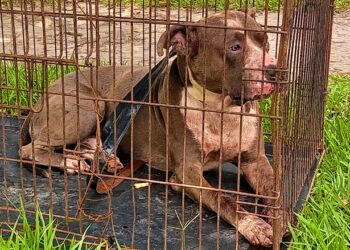 Perro pitbull atacó a un hombre que hacía ejercicios físicos en Ilopango