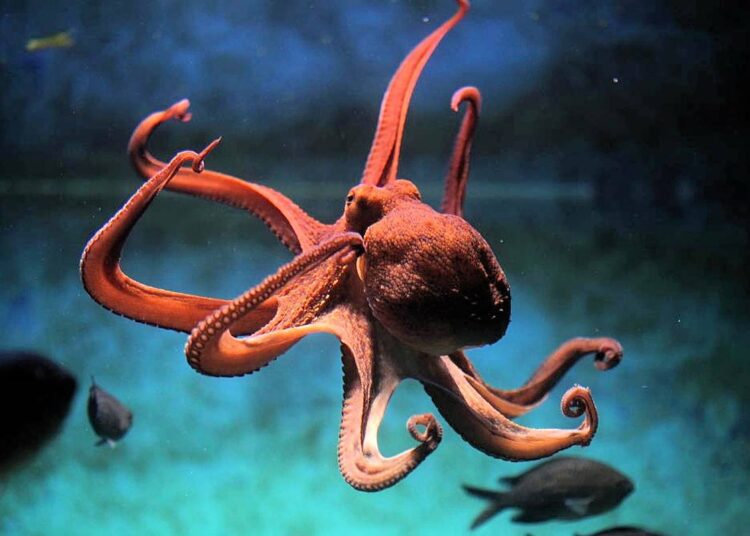 Científicos descubren que los pulpos comparten algunos genes cerebrales con los humanos