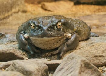 Hallan un ‘cementerio’ de ranas y sapos de la Edad de Hierro durante una excavación en Reino Unido