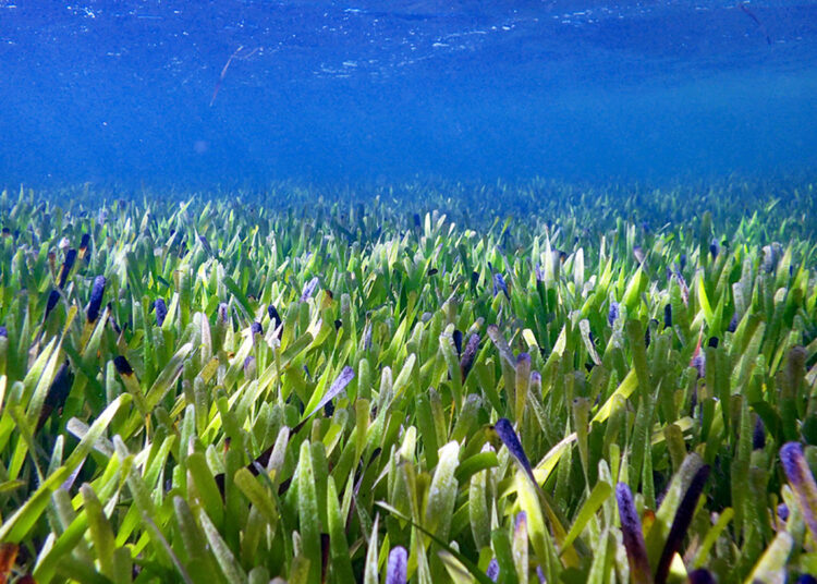 Hallan la planta más grande del mundo, que se extiende por 180 kilómetros en el fondo del océano