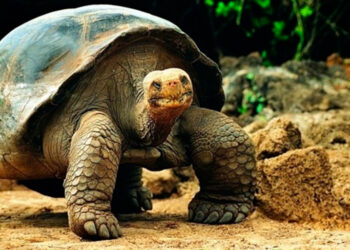 Biólogos revelan secretos de la longevidad de las tortugas y los anfibios