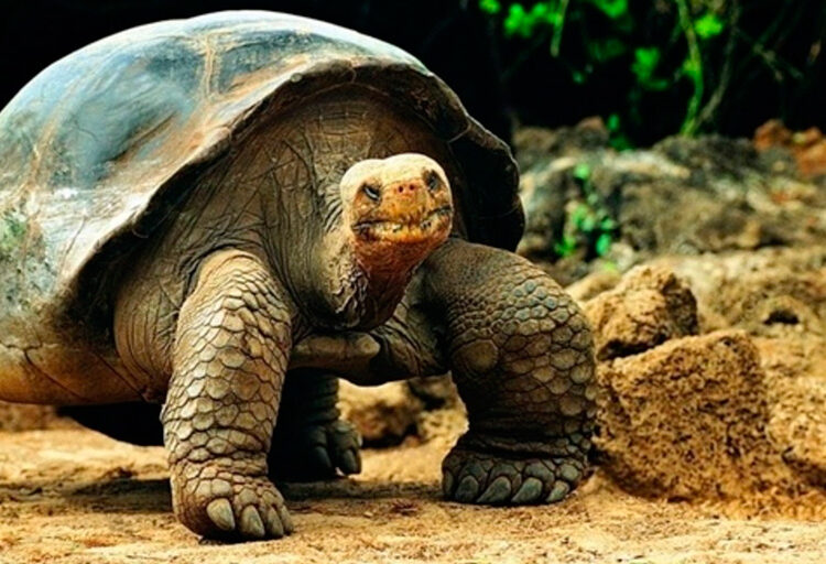 Biólogos revelan secretos de la longevidad de las tortugas y los anfibios