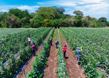 Proveedor de sandía crece de la mano de Walmart