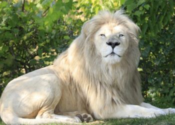 El peculiar estilo de un león blanco sorprende a los visitantes de un zoo en China