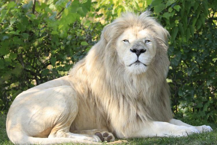 El peculiar estilo de un león blanco sorprende a los visitantes de un zoo en China