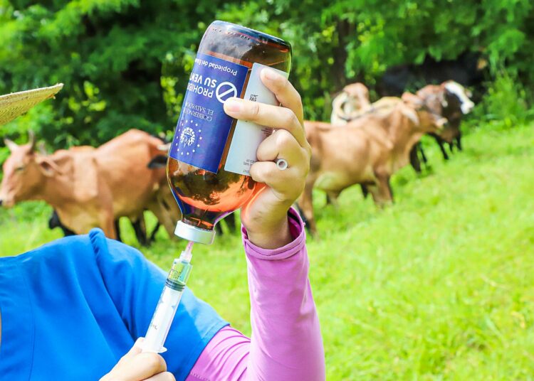 Pequeños y medianos ganaderos son beneficiados con vacunación y vitaminas para bovinos