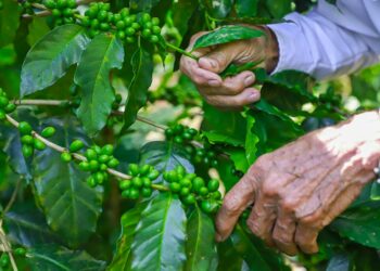 MAG beneficiará a 1,000 pequeños cafetaleros con la renovación de 5,000 manzanas