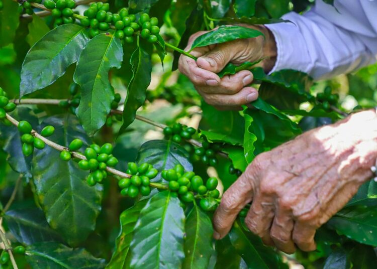 MAG beneficiará a 1,000 pequeños cafetaleros con la renovación de 5,000 manzanas