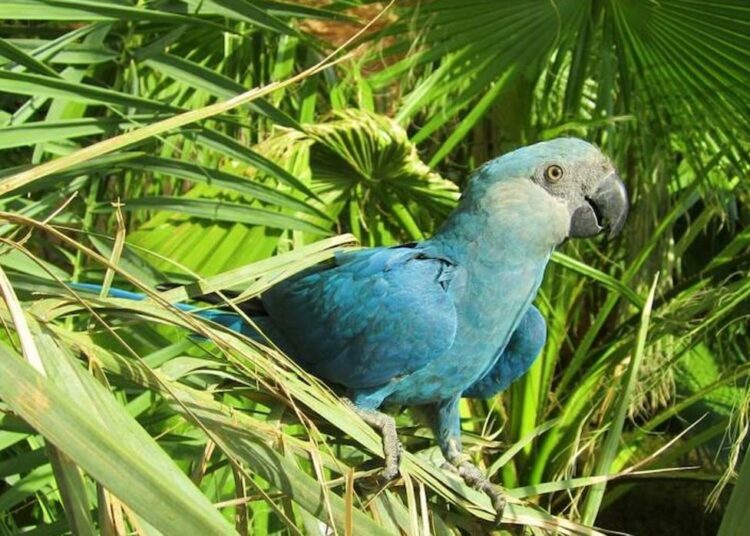 Los guacamayos que inspiraron la película ‘Río’ regresan a Brasil tras 20 años de declararse extintos en su entorno natural