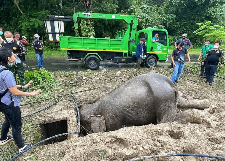 (VIDEO) Salvan a una cría de elefante y a su madre que se cayeron a una alcantarilla de 2 metros de profundidad en Tailandia