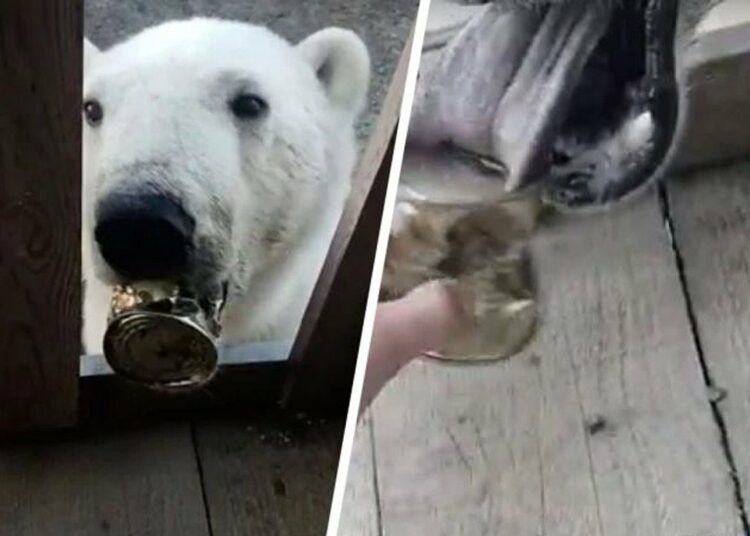 (VIDEO) Veterinarios rusos salvan a la osa polar que tenía una lata atorada en la boca