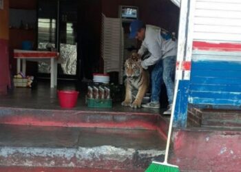 Tigre pasea por calles de Hidalgo, México y se mete a taquería