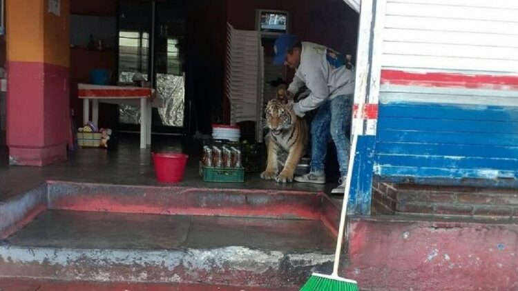 Tigre pasea por calles de Hidalgo, México y se mete a taquería